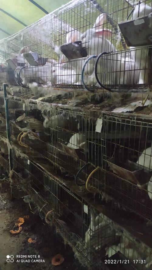 司堰肉兔养殖场