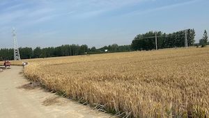 西鲁营附近的麦地，很快就能割麦了