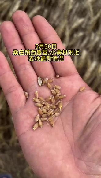 【视频】桑庄镇西鲁营村小麦最新情况，这几天逐步都开始割麦了