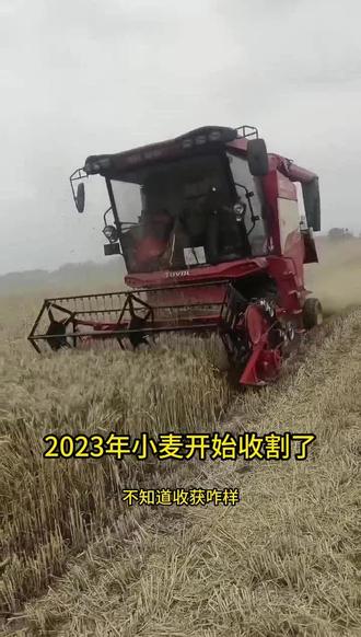 【视频】你家的小麦割完了吗？桑庄镇的小麦进入抢收阶段，天气预报明晚还有雨