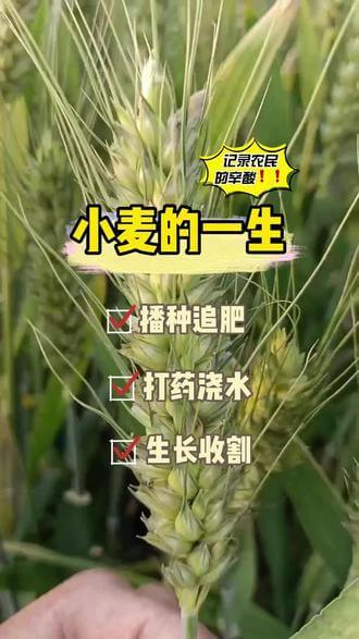 【视频】2023年的小麦已经收割完毕，今天带大家看一下今年小麦的一生