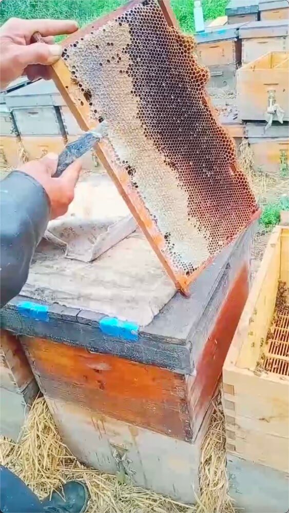 农家蜂场自产自销优质蜂蜜