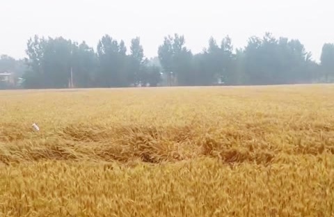【视频】收麦季遇上大暴雨，农民种地太难了！