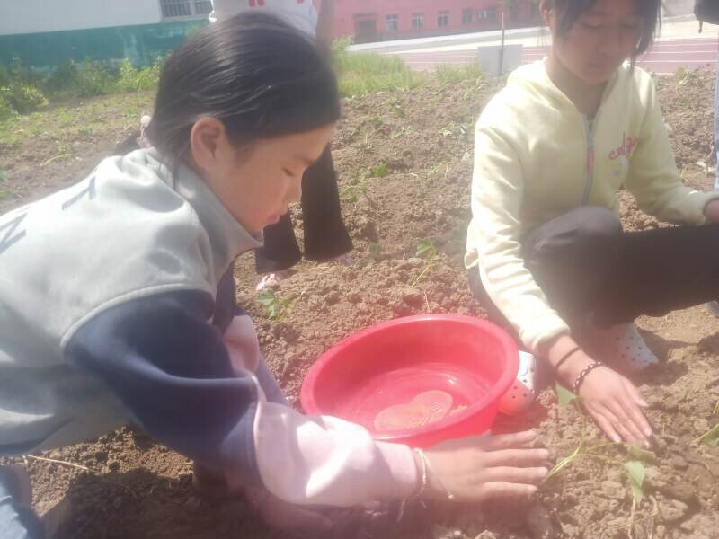 邓州市桑庄镇孔庄小学开展红薯种植劳动实践活动