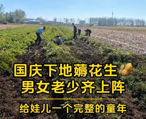 【视频】2024国庆下地薅花生