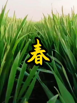 【视频】老家的小麦开始拔节，油菜开始结荚