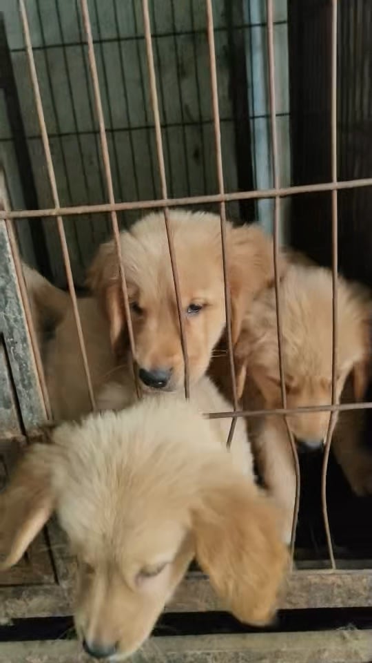 桑庄犬舍出售各种宠物狗幼犬