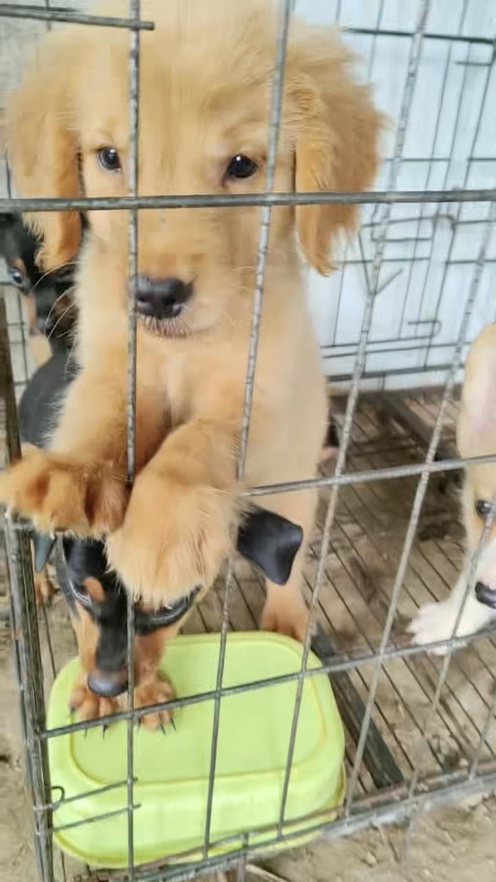 桑庄犬舍出售各种宠物狗幼犬