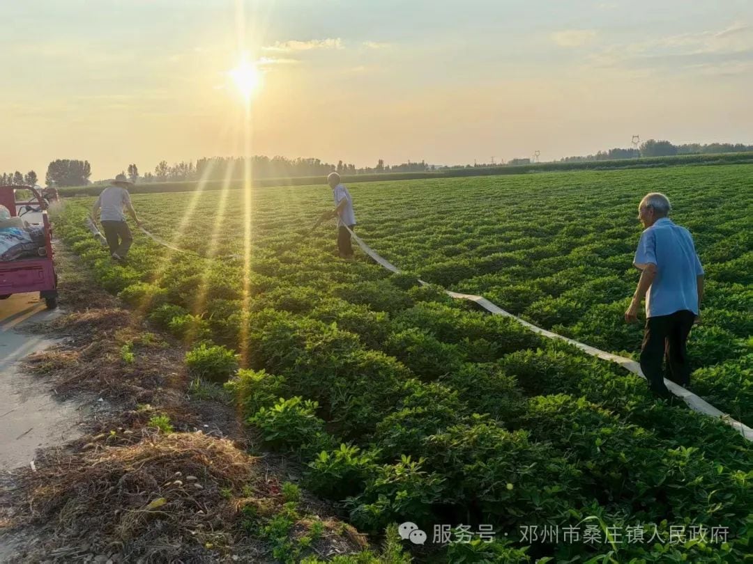 邓州市桑庄镇：多措并举开展抗旱保秋工作全力守护秋粮丰收