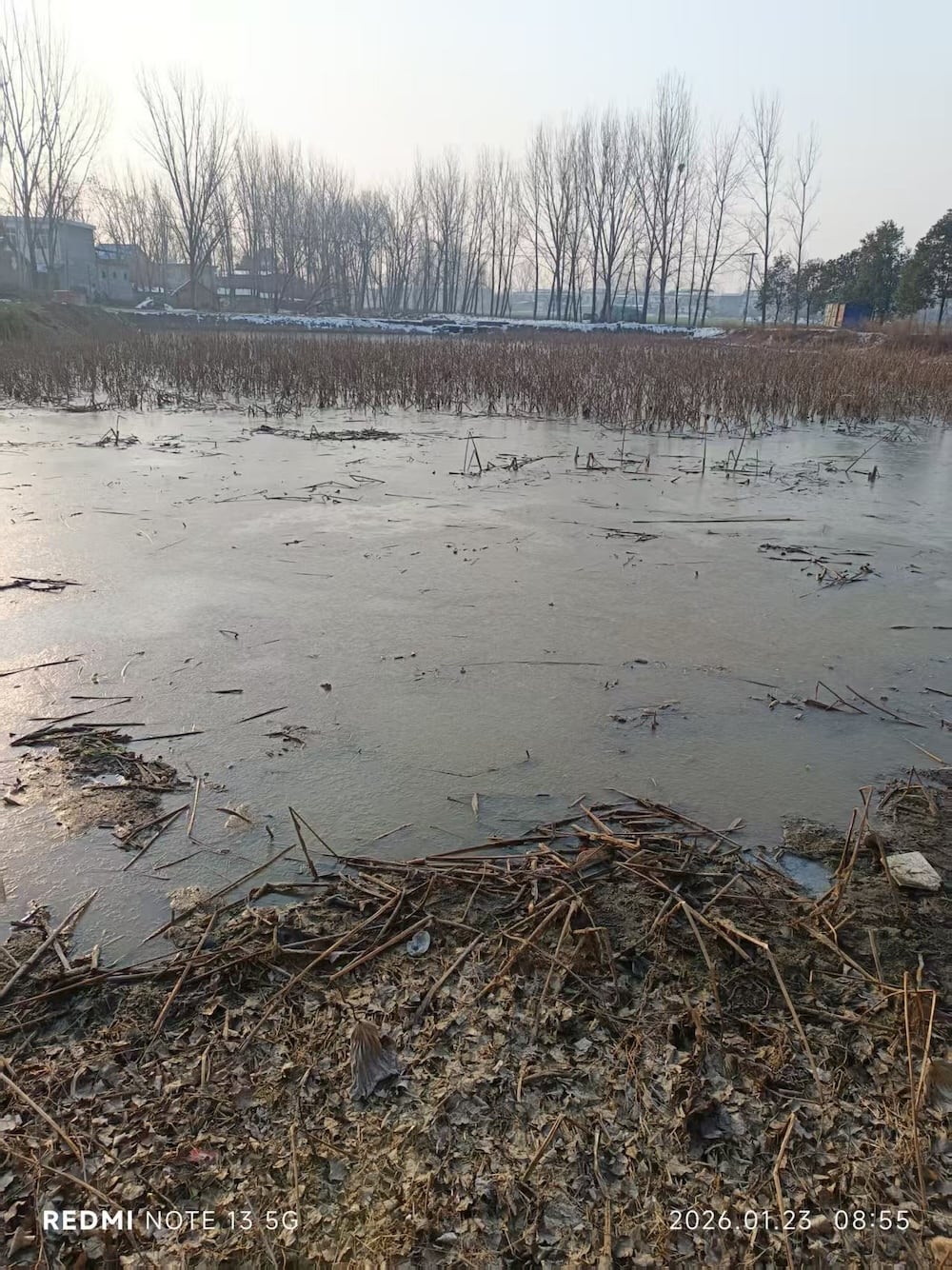 桑庄镇司堰村有大量莲藕供应